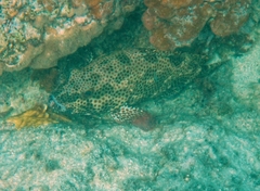Epinephelus adscensionis