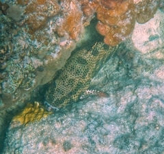 Epinephelus adscensionis