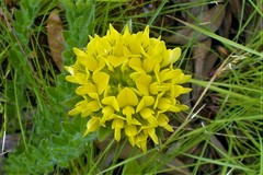 Leobordea corymbosa