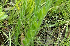 Leobordea corymbosa