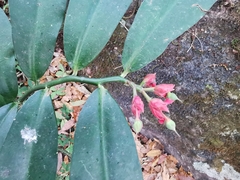 Euphorbia peritropoides