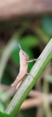 Pseudoxya diminuta