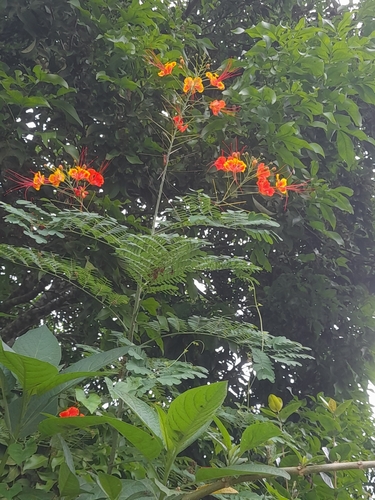 Caesalpinia pulcherrima image