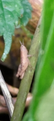 Pseudoxya diminuta