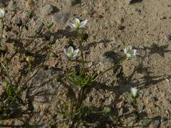 Spergularia flaccida