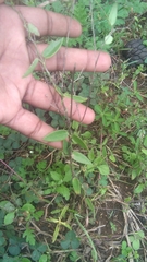 Metastelma barbigerum