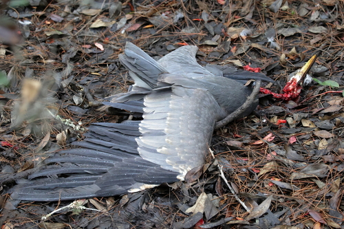 Great Blue Heron photographed in Mississippi