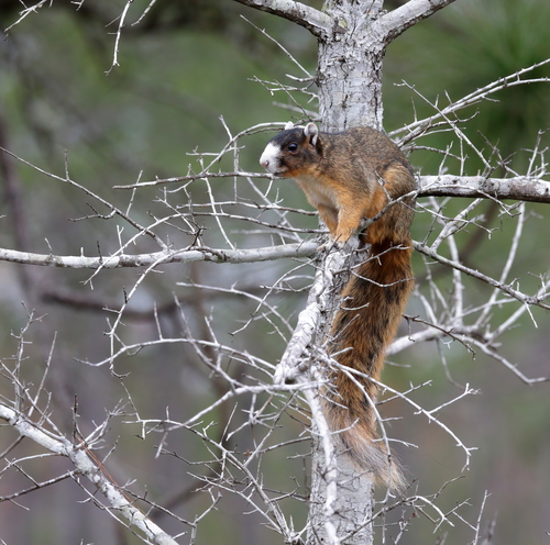 Upland Fox Squirrel photographed in Mississippi
