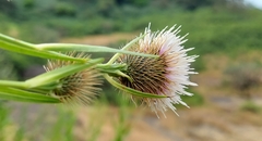Tricholepis amplexicaulis