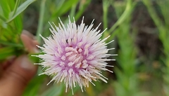 Tricholepis amplexicaulis