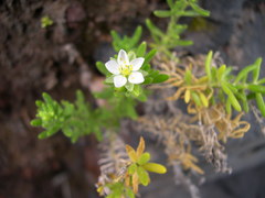 Spergularia azorica