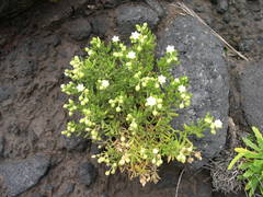 Spergularia azorica