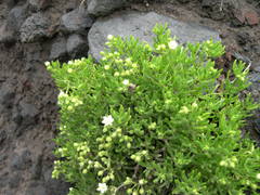 Spergularia azorica