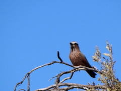 Coracias naevius mosambicus