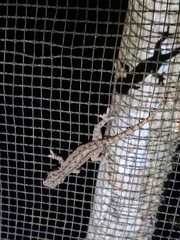 Hemidactylus platyurus