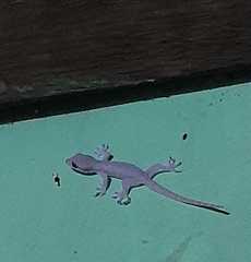 Hemidactylus platyurus