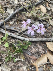Pelargonium australe