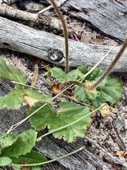 Pelargonium australe