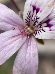 Pelargonium australe