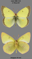 Colias philodice eriphyle