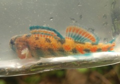 Etheostoma burri