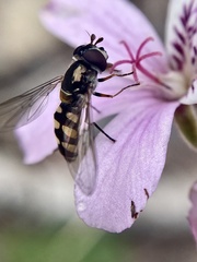 Pelargonium australe