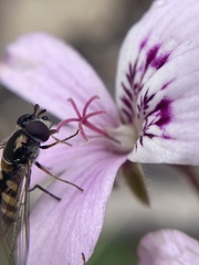 Pelargonium australe