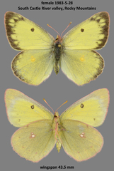 Colias philodice eriphyle