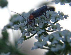 Cultellunguis ingenuus