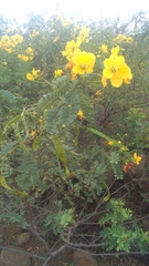 Senna auriculata
