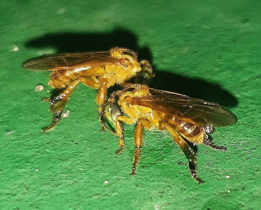 Tetragona goettei