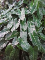 Image of Philodendron burle-marxii