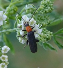 Cultellunguis ingenuus