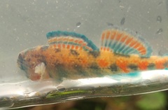 Etheostoma burri