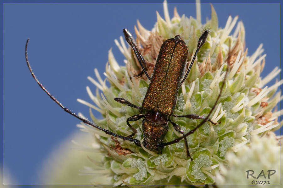 Ischionodonta platensis