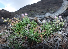 Spergularia fimbriata