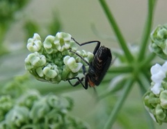 Cultellunguis ingenuus