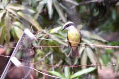 Pitangus sulphuratus