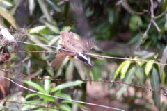 Pitangus sulphuratus