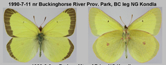 Colias gigantea