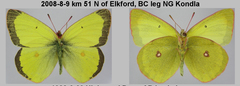Colias gigantea