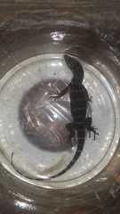 Varanus salvator bivittatus