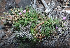 Spergularia fimbriata