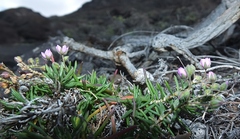 Spergularia fimbriata