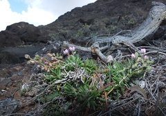 Spergularia fimbriata