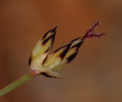 Juncus cephalotes