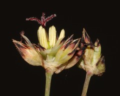 Juncus cephalotes