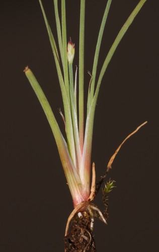 Image of Juncus cephalotes by (c) Brian du Preez, some rights reserved (CC BY-SA)