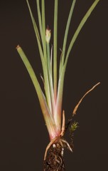 Juncus cephalotes