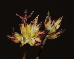Juncus cephalotes